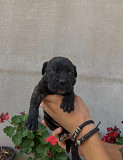 Cane Corso puppies for sale +447398039738 from London