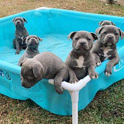 Blue Staffordshire Bull Terrier Puppies +447398039738 Edinburgh