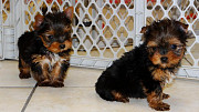 Yorkshire Terrier Puppies For sale +447398039738 Cardiff