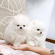 Pomeranian puppies for sale +447398039738 Belfast