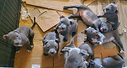 Adorable Pitbull Puppies Available San Jose
