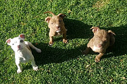 Pitbull Puppies Ready For New Homes Denver