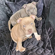 Pitbull Puppies Ready For New Homes Denver