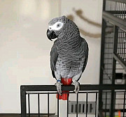 African Grey Parrots For Sale from London