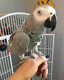 African Grey Parrots For Sale from Harrisburg