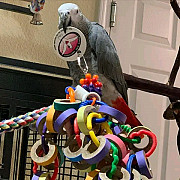 African Grey Parrots For Sale from Cardiff
