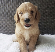 Cute Puppy for sale  from Denver