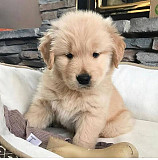 Cute puppies for sale from San Jose