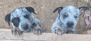 AUSTRALIAN CATTLE DOGS PUPPIES from Forest Grove