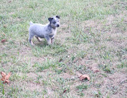 AUSTRALIAN CATTLE DOGS PUPPIES from Forest Grove
