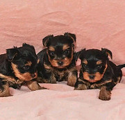 Yorkie Puppies For Sale And Adoption from Michigan City
