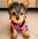 Yorkie Puppies For Sale And Adoption from Michigan City