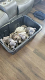 Adorable Pitbull Puppies For Sale from Michigan City