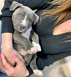 @ Pitbull Puppies Available @ Fresno
