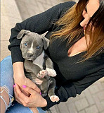 @ Pitbull Puppies Available @ Fresno