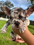 Puppies for adoption from Orlando