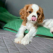 Cavalier King Charles Spaniels puppies are available from Salt Lake City