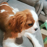 Cavalier King Charles Spaniels puppies are available from Salt Lake City