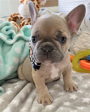 French bulldog puppies available for free adoption Los Angeles