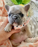 French bulldog puppies available for free adoption Los Angeles