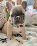 French bulldog puppies available for free adoption Los Angeles