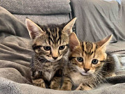 Stunning Marble & Spotted Bengal X Kittens from Dublin