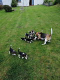Cute Beagle puppies. from London