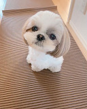 Shih tzu puppy for loving homes from Brisbane
