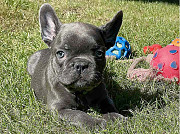 French Bulldog Puppies Mixed Litter from Maryland City