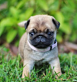 Pug Puppies For Sale from Palmerston North