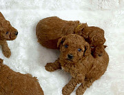 Poodle puppies for sale from Concord
