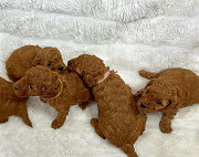 Poodle puppies for sale from Concord