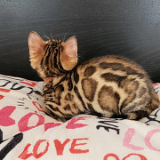 Bengal kittens and cats for sale from Kumamoto