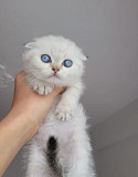 Scottish Fold kittens and cats for sale Lincoln