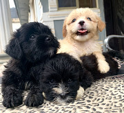 Male Lhasa Apso pups, PureBred available. 6weeks old from Ibadan