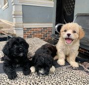 Male Lhasa Apso pups, PureBred available. 6weeks old from Ibadan