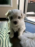 Maltese puppies for sale from Saint Paul