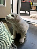 Maltese puppies for sale from Saint Paul