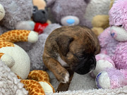 Boxer puppies from Providence
