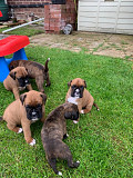 Boxer puppies from Providence