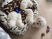 Very playful Maltese puppies from Providence