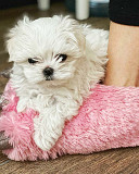 Very playful Maltese puppies from Providence
