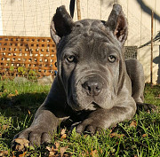 Home raised Cane Corso Puppies from Phoenix