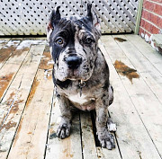 Home raised cane corso puppies available for new homes from Phoenix