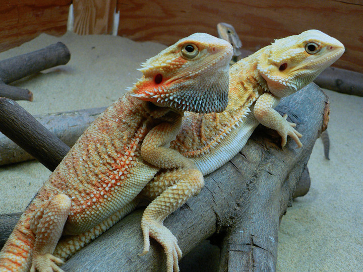 Bearded Dragons, Squirrels, Sugar Gliders and Baby Siberian Chipmunks ...