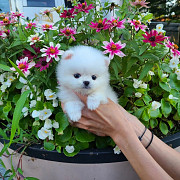 Pomeranian puppies for good home Lincoln