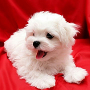 Beautiful Maltese puppies males and females available fully vaccinated wormed and fleet and Michael London