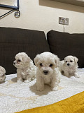 Maltese puppies Trenton