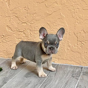 Adorable French Bulldog puppies Olympia