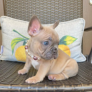 Adorable French Bulldog puppies Olympia